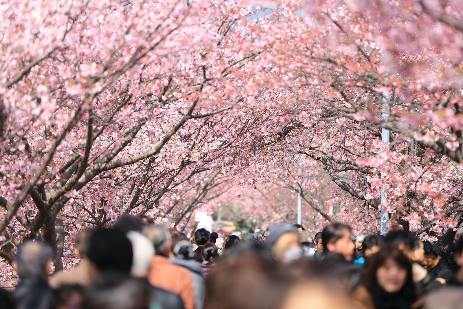 people-walking-under-trees-in-pink-blossom